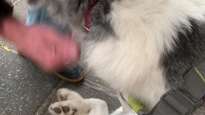 Luna and Snow meeting people in NYC